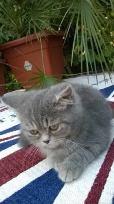 Prodám modrá koťátka - kočičky