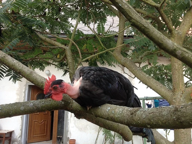 Holokrčka zdrobnělá