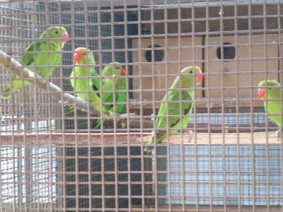 Agapornis Etiopský /Taranta/