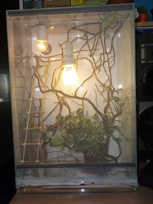 Chameleon jemenský (Chamaeleo calyptratus)