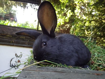 Prodám křížence belgických obrů
