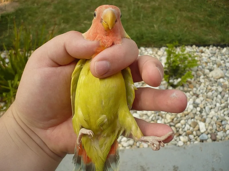 agapornis růžohrdlý