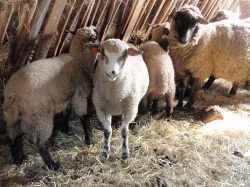 jehnata Suffolk