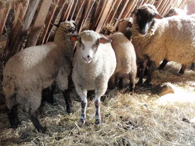 jehnata Suffolk