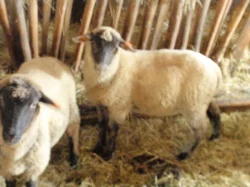 jehnata Suffolk