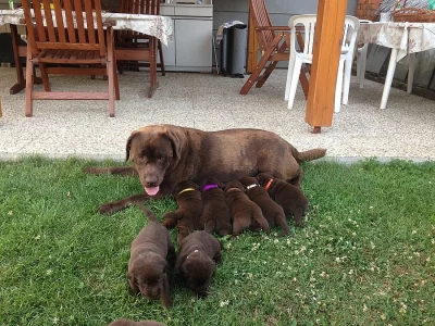 ŠTĚŇÁTKA ČOKOLÁDOVÉHO LABRADORA S PP