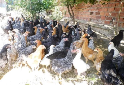 BIO kuřice v počáteční snůšce přímo do Vašeho kurníku