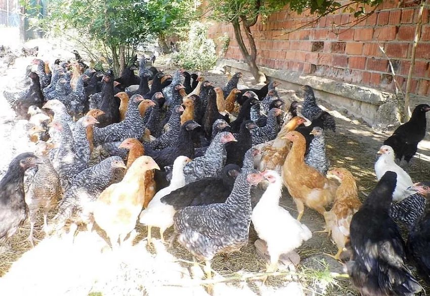BIO kuřice v počáteční snůšce přímo do Vašeho kurníku