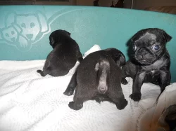 Mops štěňátka černé fenečky s Průkazem původu k prodeji.