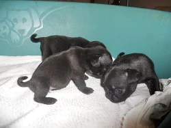 Mops štěňátka černé fenečky s Průkazem původu k prodeji.