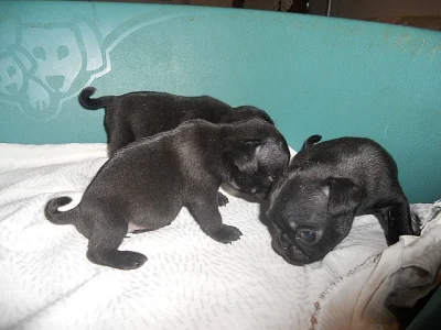 Mops štěňátka černé fenečky s Průkazem původu k prodeji.
