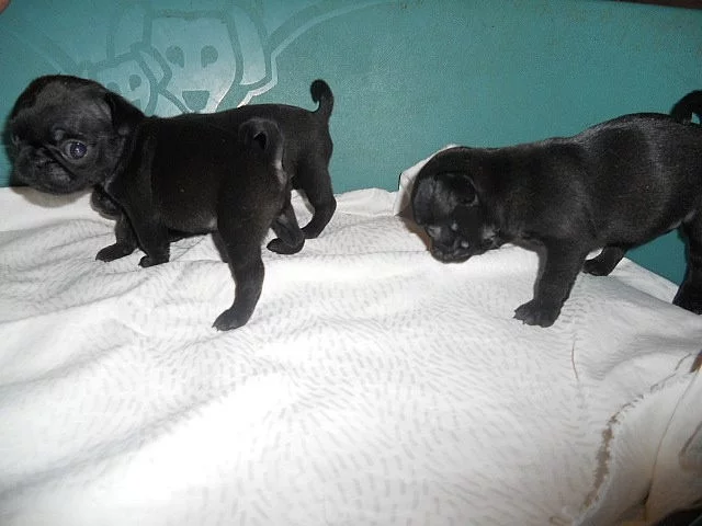 Mops štěňátka černé fenečky s Průkazem původu k prodeji.