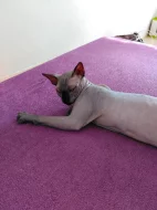 Prodám Kanadského Sphynxe s PP