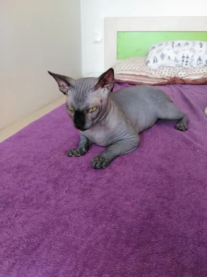 Prodám Kanadského Sphynxe s PP