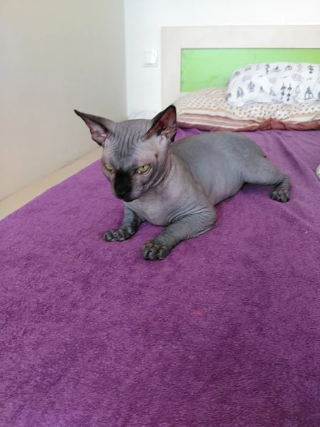 Prodám Kanadského Sphynxe s PP