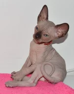 nádherný sphynx kocourek k odběru