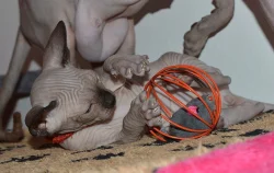 nádherný sphynx kocourek k odběru