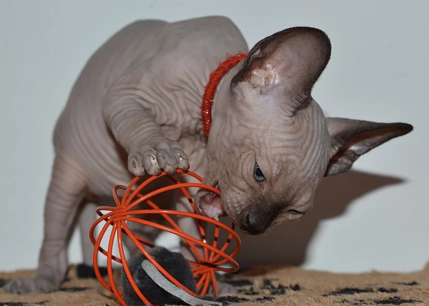 nádherný sphynx kocourek k odběru