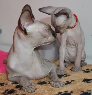 nádherný sphynx kocourek k odběru
