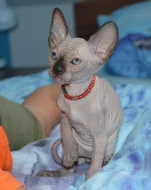 nádherný sphynx kocourek k odběru