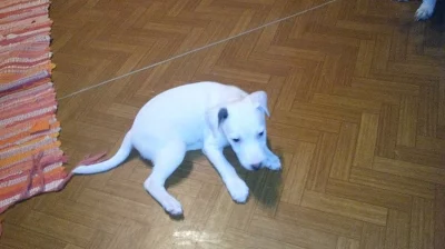 Štěňata Jack Russell terier(parson)