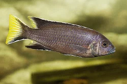 Tlamovci