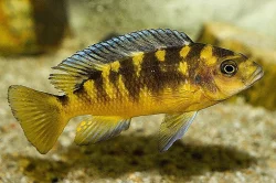 Tlamovci