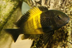 Tlamovci