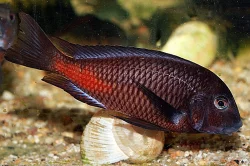 Tlamovci