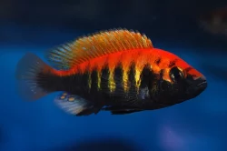 Tlamovci