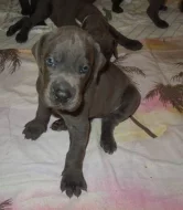 Německá doga modrá