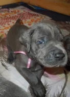 Německá doga modrá