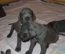 Německá doga modrá