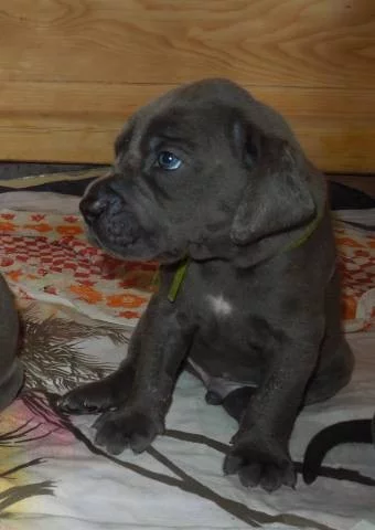 Německá doga modrá