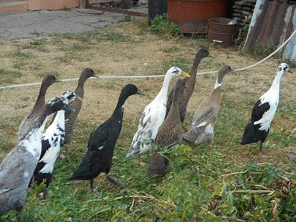Indický běžec