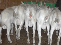 Plemenní kozlíci bílé krátkosrsté kozy