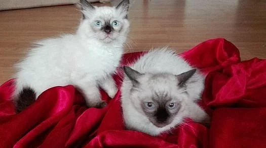 Koťátka ragdoll