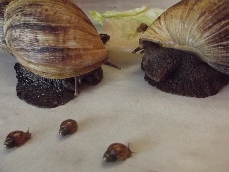 Achatina Reticulata