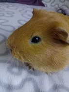 Morčátka hledají nový domov