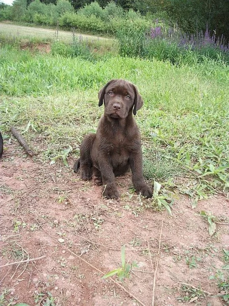Labradorský retrívr - štěňátka