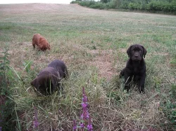 Labradorský retrívr - štěňátka