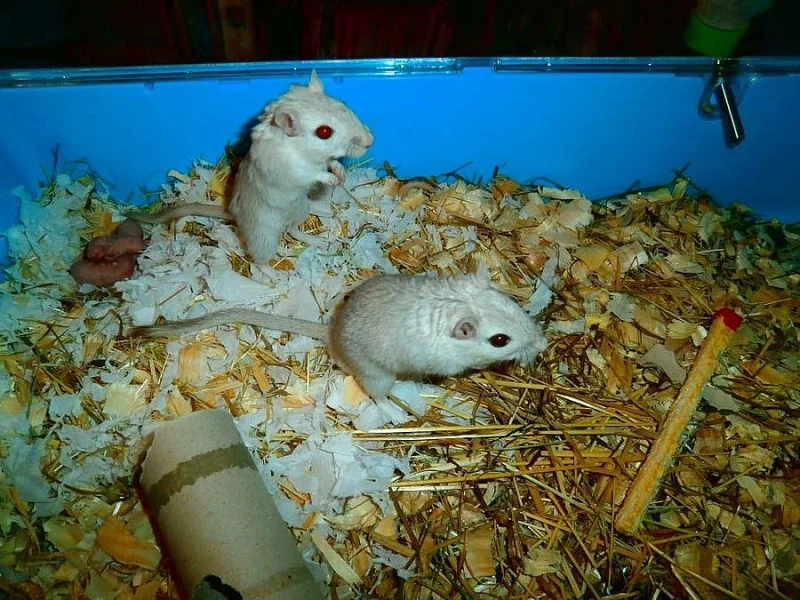 Pískomilové
