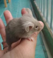 Myšky s rodokmenem s FUZZ i klasickou srstí