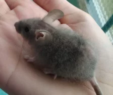 Myšky s rodokmenem s FUZZ i klasickou srstí