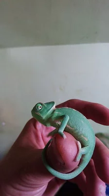Chameleon Jemenský