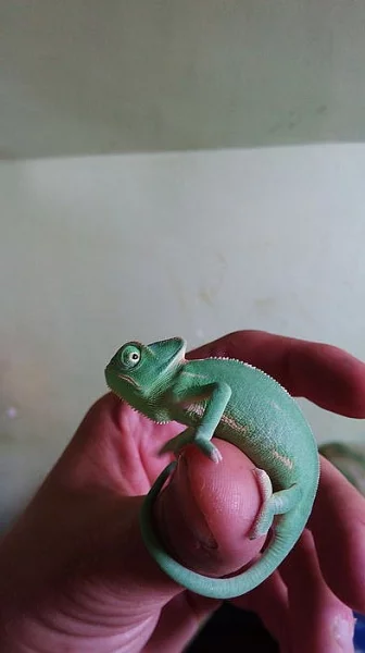 Chameleon Jemenský