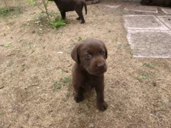 Prodám štěně labradora
