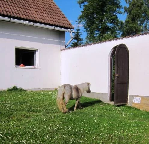 Miniaturní kůň