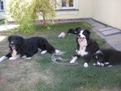 Border kolie