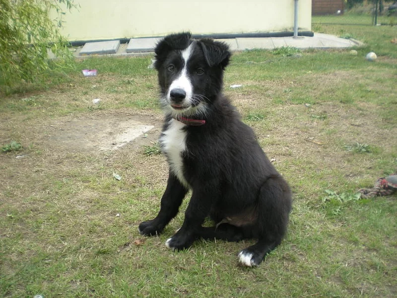 Border kolie